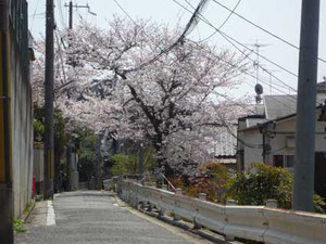 京都桜散歩_e0369389_17053603.jpg