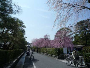 京都桜散歩_e0369389_17053613.jpg