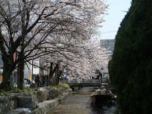 京都桜散歩_e0369389_17053651.jpg