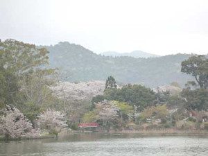 京都桜散歩２_e0369389_17053892.jpg