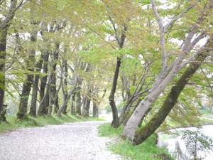 京都桜散歩２_e0369389_17053895.jpg