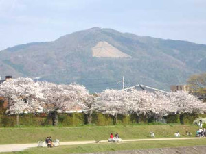 京都桜散歩２_e0369389_17054006.jpg