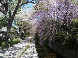 桜散歩３_e0369389_17054226.jpg