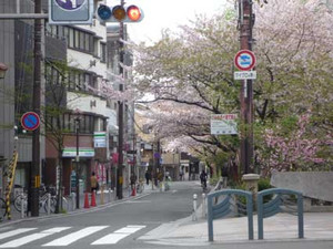 京都の花見３～先斗町の桜_e0369389_17070460.jpg