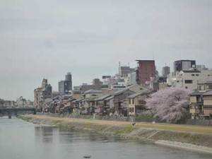 京都の花見３～先斗町の桜_e0369389_17070563.jpg