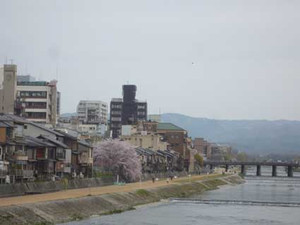 京都の花見３～先斗町の桜_e0369389_17070583.jpg