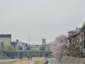 京都の花見３～先斗町の桜_e0369389_17070584.jpg