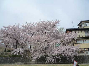 京都の花見３～先斗町の桜_e0369389_17070604.jpg