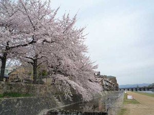 京都の花見３～先斗町の桜_e0369389_17070691.jpg