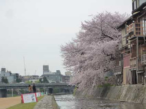 京都の花見３～先斗町の桜_e0369389_17070695.jpg