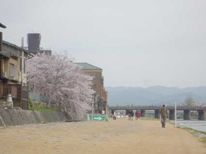 京都の花見３～先斗町の桜_e0369389_17070723.jpg