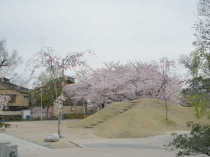 京都の花見３～先斗町の桜_e0369389_17070783.jpg