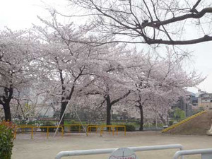 京都の花見３～先斗町の桜_e0369389_17070840.jpg