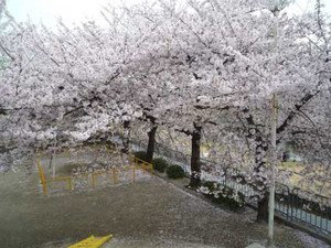 京都の花見３～先斗町の桜_e0369389_17070866.jpg