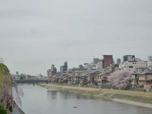 京都の花見３～先斗町の桜_e0369389_17070923.jpg