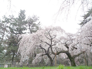 京都の春の始まり_e0369389_17075858.jpg