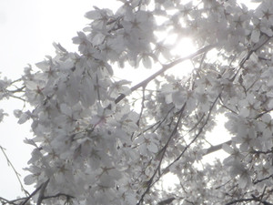 京都の春の始まり_e0369389_17075868.jpg