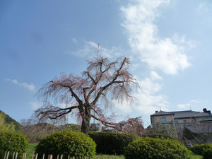 京都の春の始まり_e0369389_17075991.jpg
