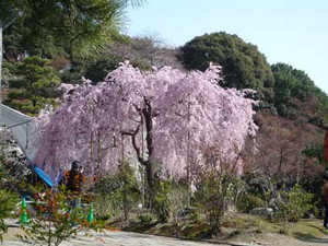 京都～桜散歩_e0369389_17080089.jpg