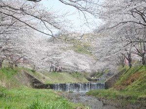 京都～桜散歩_e0369389_17080223.jpg