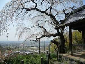 京都～桜散歩_e0369389_17080366.jpg
