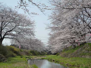 京都～桜散歩_e0369389_17080399.jpg