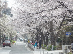 京都～桜散歩２_e0369389_17080416.jpg