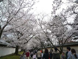 京都～桜散歩_e0369389_17080419.jpg