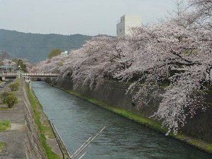 京都～桜散歩２_e0369389_17080629.jpg