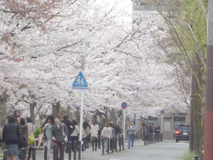 京都～桜散歩２_e0369389_17080729.jpg