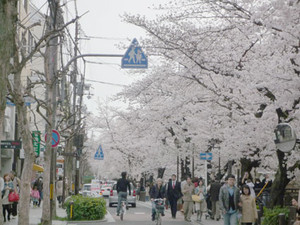 京都～桜散歩２_e0369389_17080971.jpg