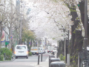 京都さくら散歩_e0369389_17091724.jpg