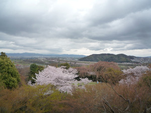 京都さくら散歩～洛西界隈_e0369389_17092304.jpg