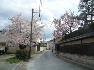 京都さくら散歩～洛西界隈_e0369389_17092620.jpg