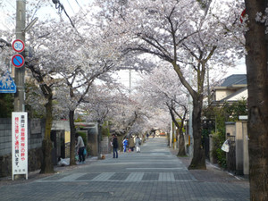 京都さくら散歩～洛西界隈_e0369389_17092780.jpg