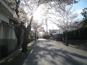 京都さくら散歩～洛西界隈_e0369389_17092876.jpg