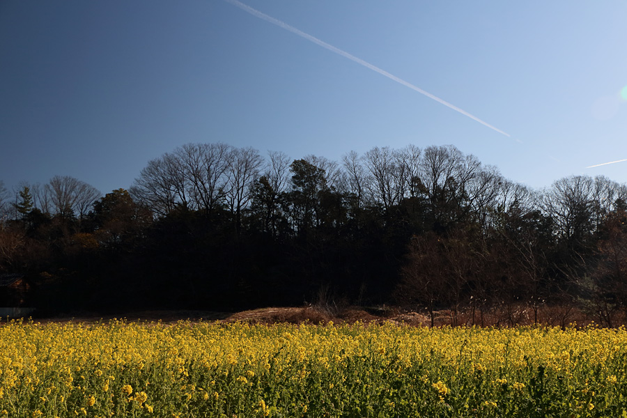 17.01.07：愛知県森林公園で菜の花２_c0007190_17525560.jpg