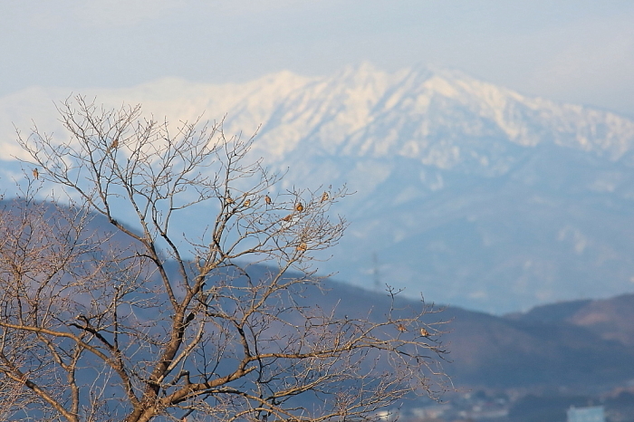 アトリの居る風景_d0334291_16322102.jpg