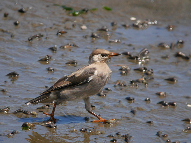 歩く鳥_a0160500_2355460.jpg