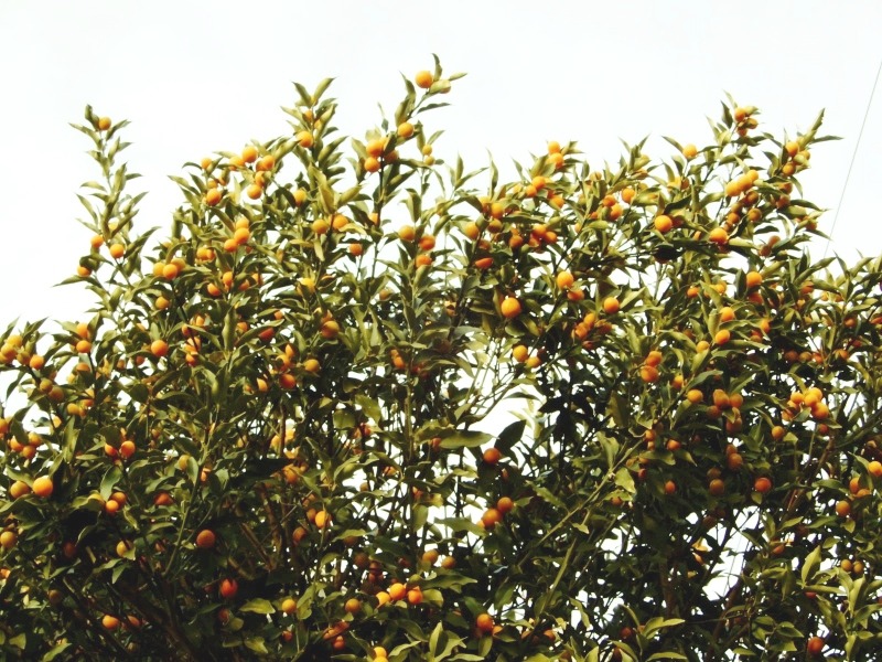 e0025300_20305352.jpg
