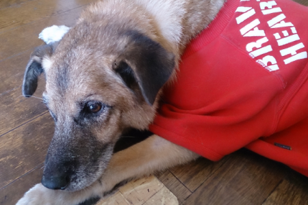 老犬の介護に思う(岡)_f0354314_22201557.png