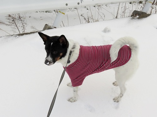 雪の中をチョビ姉のおさがりを着て_c0084117_20251540.jpg