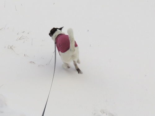 雪の中をチョビ姉のおさがりを着て_c0084117_20291663.jpg