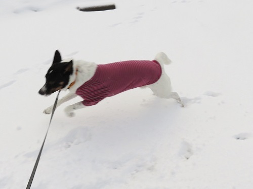 雪の中をチョビ姉のおさがりを着て_c0084117_20301818.jpg