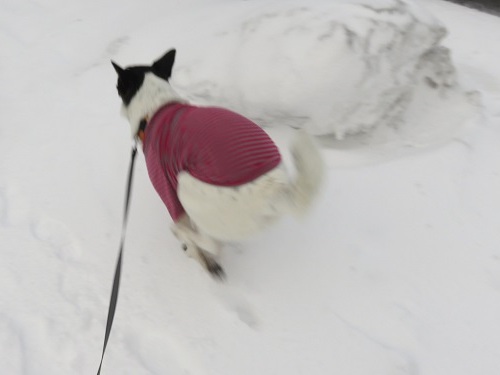 雪の中をチョビ姉のおさがりを着て_c0084117_204907.jpg