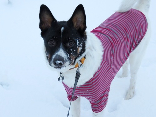 雪の中をチョビ姉のおさがりを着て_c0084117_20492015.jpg