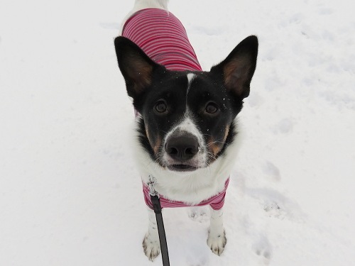 雪の中をチョビ姉のおさがりを着て_c0084117_20502887.jpg