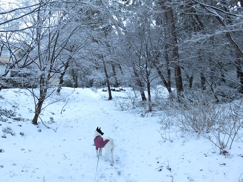 雪の中をチョビ姉のおさがりを着て_c0084117_2183130.jpg