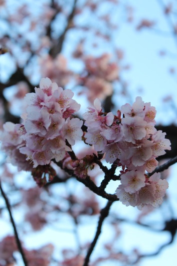 熱海週末旅 熱海桜_c0141025_17581775.jpg