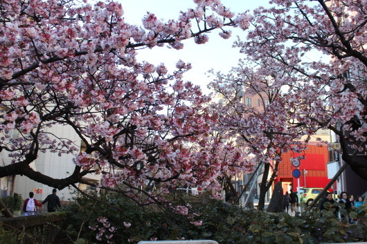 熱海週末旅 熱海桜_c0141025_17584105.jpg